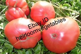 30 Ponderosa Pink Beefsteak Tomato Seeds Heirloom Same Day Shipping 