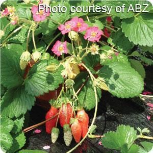 12 LIVE PLANT PLUGS VEGETATIVE STRAWBERRY BERRI BASKET ROSE