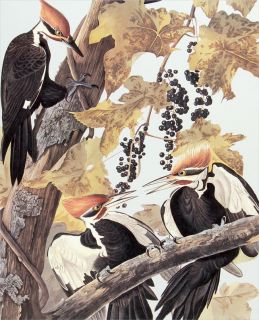 Bernard Loates Audubon Woodpecker Lithograph Signed