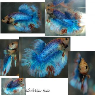 Beautiful Red White Blue Live Betta Fish Halfmoon Male