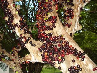 Live Exotic Jaboticaba Brazilian Grape RARE Fruit Tree