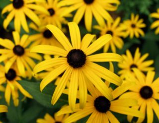 10 Black Eyed Susans Rudbeckia Hirta Perennial Yellow Flowers