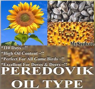 Black Peredovik Sunflower Seeds Game Birds Favorite