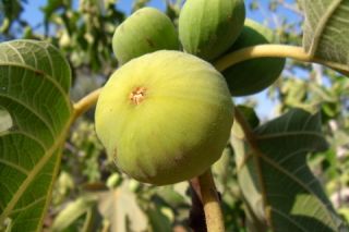 Lemon Fig Tree A K A Blanche Italian Honey Marseilles