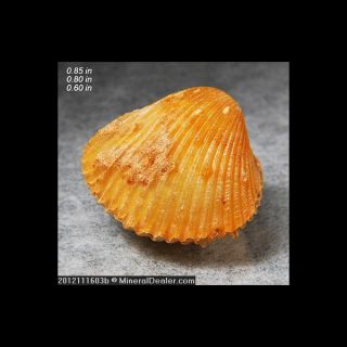 Fossil Agatized Bivalve Assa Morocco Fossilized Fossils