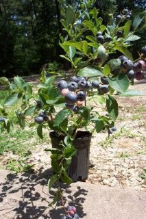 TIF Blue Blueberry Plant Blueberries Vitamins Amino Now