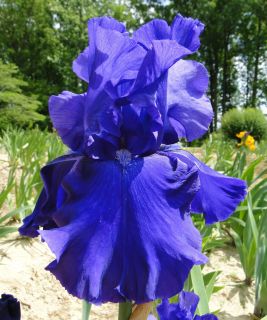 Tall Bearded Blueberry Bliss Iris Vigorous Blue 04 Perennial Plant 