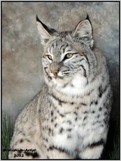 Bobcat Taxidermy New Mount Fur Hunting Cabin Lynx Fox Coyote by 