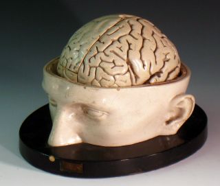 Bock Steger Antique Medical Anatomy 19th Century Brain Model