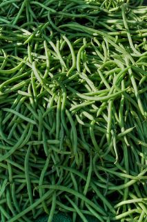 50 Bush Blue Lake Green Bean Seed Produces Till Frost