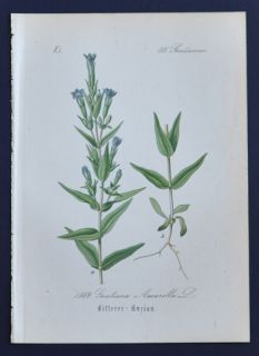 Antique Botanical Print 1884   Gentiana Amarella   gentian   flower