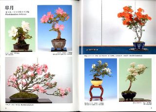 Bonsai Sekai Magazine #560 Japanese Bonsai Book