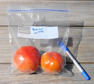 25 Heirloom Tomato Seeds ~ BOXCAR WILLIE ~  SALE special