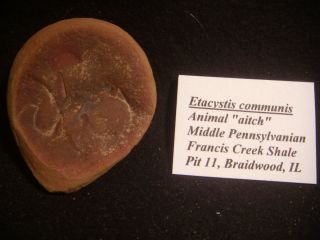 Mazon Creek Fossils Etacystis communis Animal H