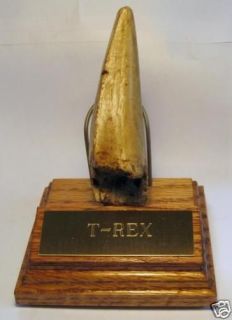 rex tooth replica with solid oak brass stand time