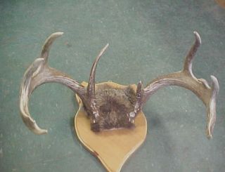 DH3 Massive Thick Minnesota Whitetail Buck Deer Antlers Horns 17 