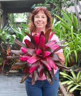 This Neoregelia as has such exotic chocolate and rose colors. As 