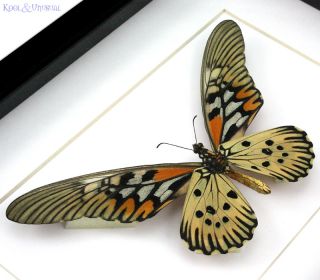 Giant African Swallowtail Butterfly Papilio Antimachus Reverse Mounted 