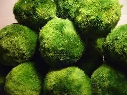  MOSS BALL Unique and Rare Live Plant GREAT For FISH SHRIMPS SNAIL