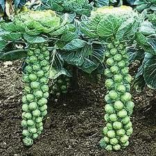 BRUSSELS SPROUTS 100+ SEEDS VEGETABLE GARDEN SEED