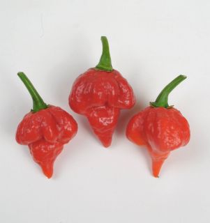 Organic Fresh BUTCH T Red SCORPION PEPPERS *Picked FRESH The Day U 