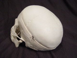 Bucky Skeleton Human Skull Life Size Halloween Props