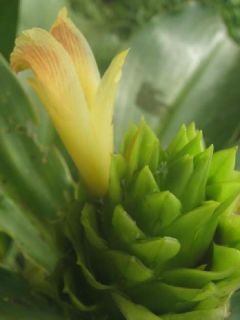 BLACK BUDDHA BELLY GINGER~ Bamboo Stems Costus guanaiensis v tarmicus 