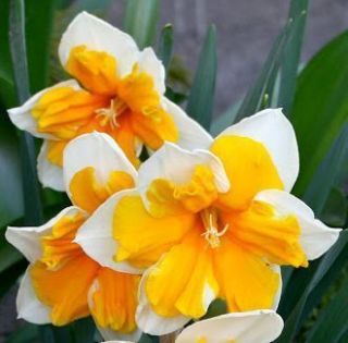 Incredibly Fragrant Daffodil Orangery Amaryllis Family Flower Bulbs 