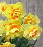 DAFFODIL BULBS TAHITI POWERFULLY FRAGRANT DBL FLOWERS SPRING 