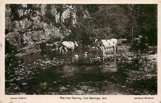 AR, Hot Springs, Arkansas, RPPC, Cows Standing in Big Iron Spring 
