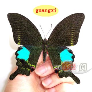 2012 FRESH 5 unmounted butterfly Papilionidae Papilio paris GUANGXI A1 