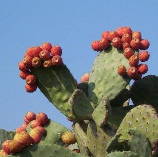   Nopalina Nopalea Exotic Edible Cactus Sweet Juice Seed 50 Seeds
