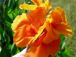 canna lily bengal tiger live plant