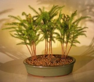 Live Norfolk Island Pine Bonsai Tree 3 Tree Forest w Ceramic Pot 