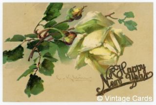 Catharina Klein White Rose Vintage Postcard