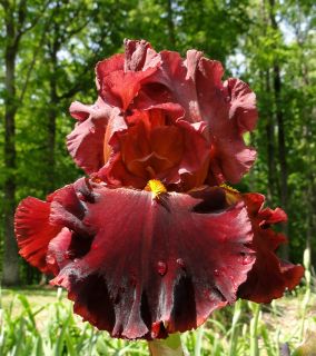 Tall Bearded Valentino Iris Cardinal Red 08 Perennial Rhizome Bulb 