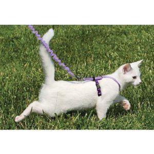   Come with Me Kitty Gentle Leader Cat Harness and Bungee Leash