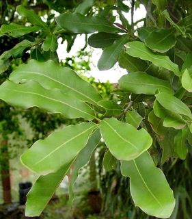 Live Seedling Macadamia Nut Fruit Tree Mauna LOA Plant