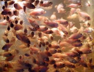  64 50 Protein 1 Pound Koi Bass Catfish Cichild Food