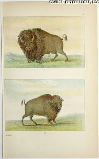 Catlin 1926 Chromolithograph Print American Indian Buffalo