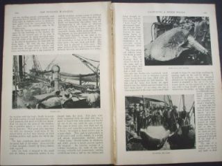 1903 WHALE Australian whaler whaling memories ~ photo article