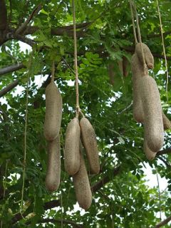 Live RARE African Fruit Tree Sausage Tree Seedling Kigelia Africana 