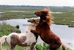 Chincoteague Pony Photo Wild Ponies on the Maryland side of Assateague 