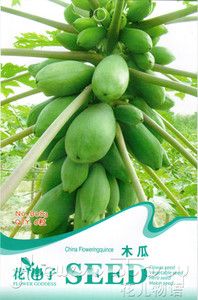Papaya Seed ★ 6 Chinese Fruit Seeds Flowering Quince Green Fresh 