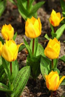 Variegated Tulip Bulbs Collection Variegated Leaves Amazing Flowers 