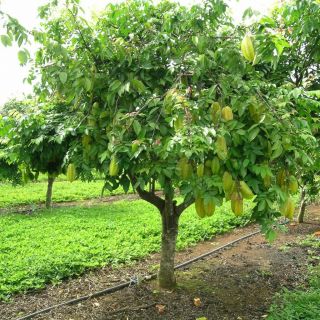 Live Starfruit RARE Fruit Tree Averrhoa Carambola Plant