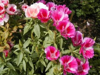 Farewell to Spring Pink Clarkia 3000 Seeds GroCo