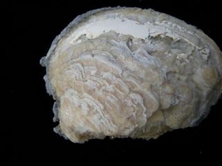 Natural Amber Calcite Clam Fossil Okeechobee FL 4 5