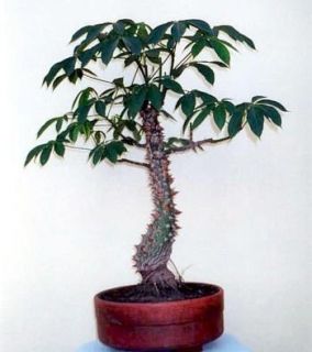 Silk Cotton Tree 10 Seeds Ceiba Tropical or Bonsai