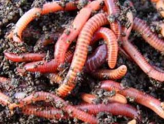 lbs Live Red Composting Worms 